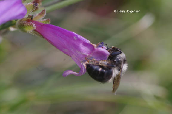 Penstemon ellipticus